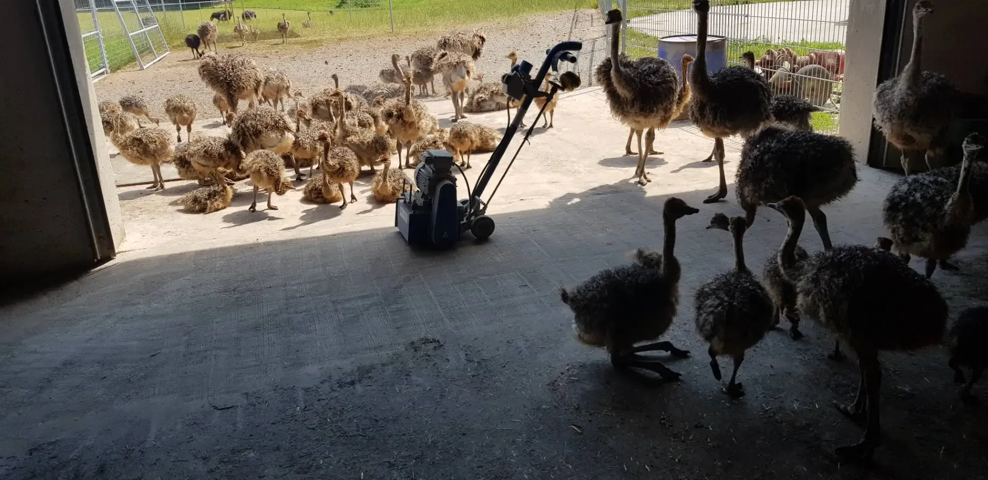 Straussenfarm_Rilllenfrasen Straussenfarm_Rilllenfrasen